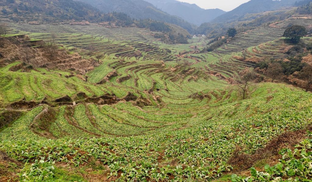 Huangling Terraces – What is it? How to get there?